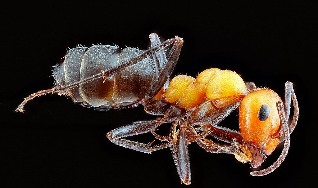 Ant Control service in Syracuse, NY