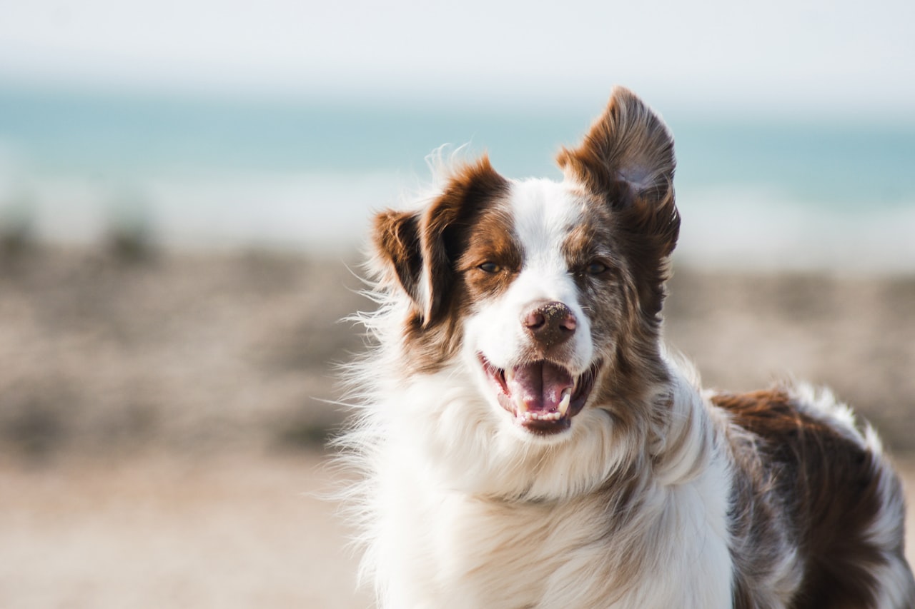 Flea & Tick Control service in Syracuse, NY