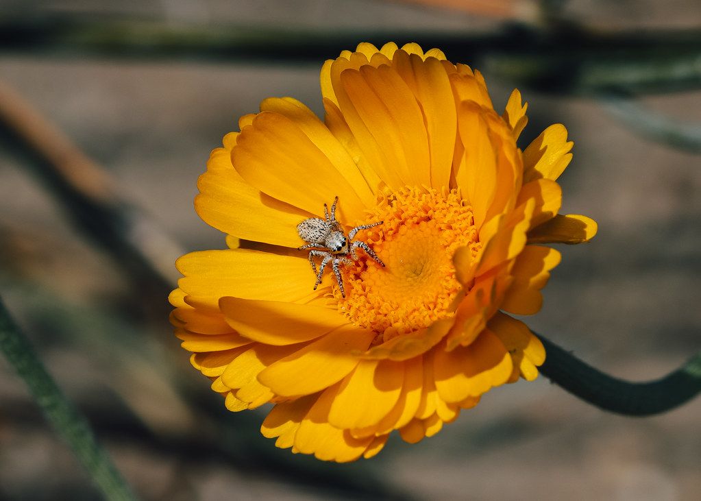 Spider Control service in Syracuse, NY